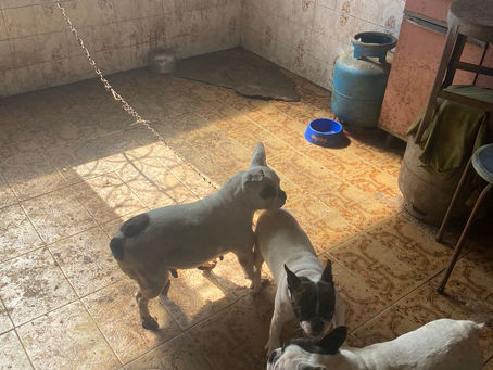 SECRETARIA DE MEIO AMBIENTE ATUA NO RESGATE DE 15 CÃES E MAIS DE 60 PÁSSAROS VÍTIMAS DE MAUS-TRATOS