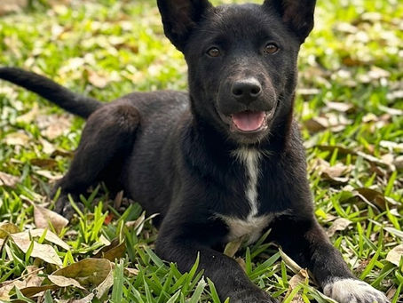 Prefeitura de Volta Redonda promove mais uma edição do espaço de adoção "Família Animal" neste sábado (11)