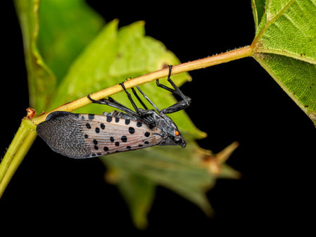 Heat Bubbles in Cold Places – A Home Away from Home?