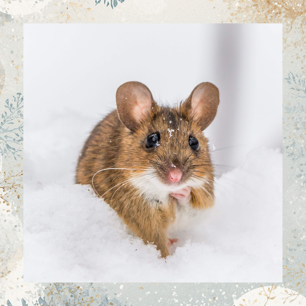 Secret World Beneath The Snow