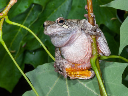 Frogs of Summer