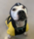 Snoopy 0217002.jpg