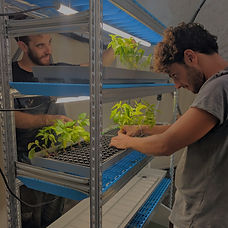 חקלאות ביתית