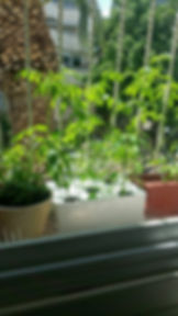 Thumbnail: Hydroponic Garden for Serious Growers