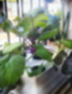 Thumbnail: Hydroponic Garden for Serious Growers