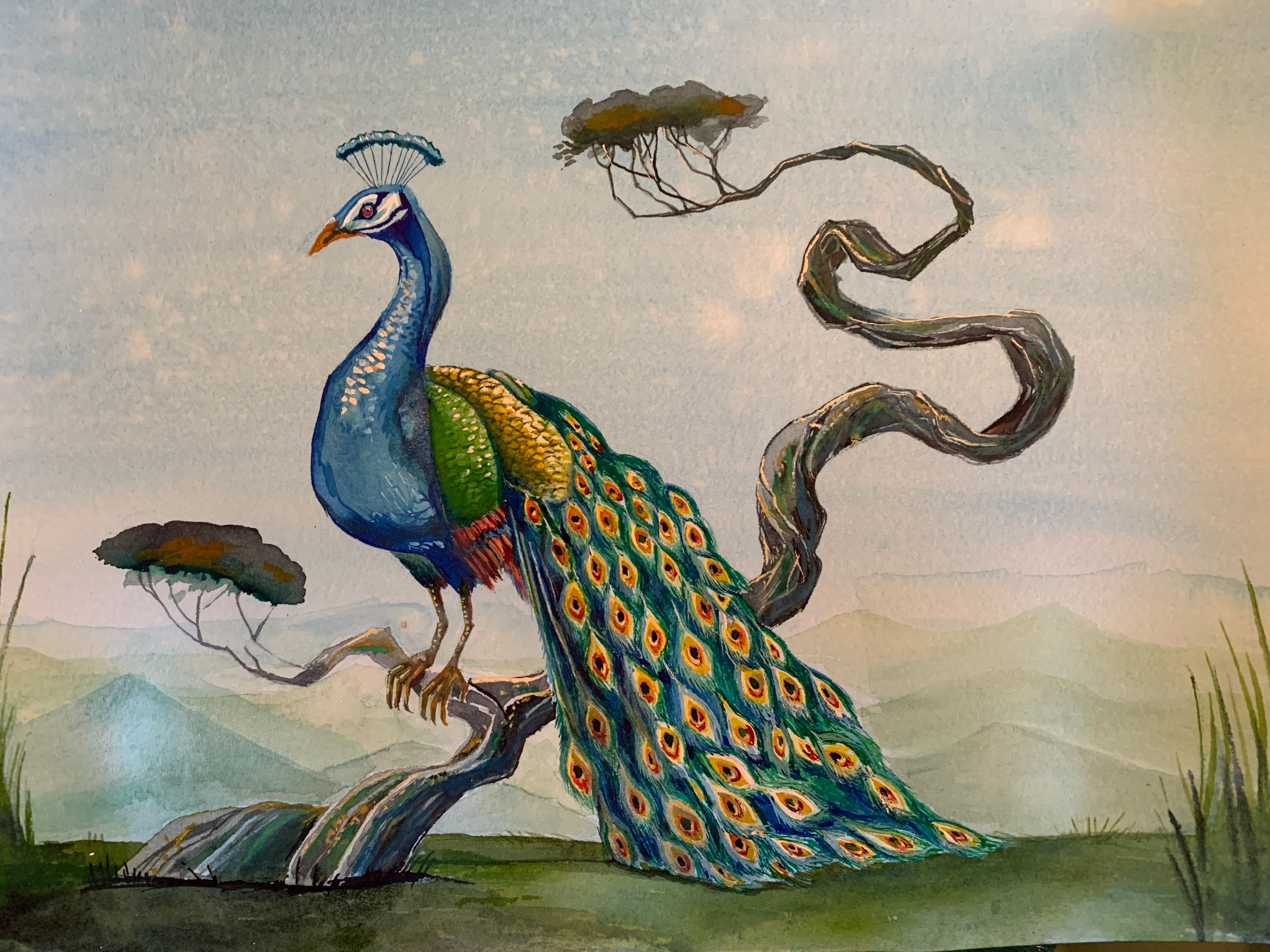 'Peacock', 8" x 11", 2026, watercolor and gouache, framed