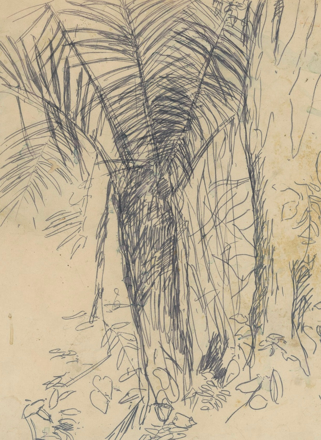 Tekening Nola Hatterman te koop, Palmboom in Brokopondo, Suriname