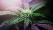 'Marijuana Industry News' Interview With Kim Sidwell
