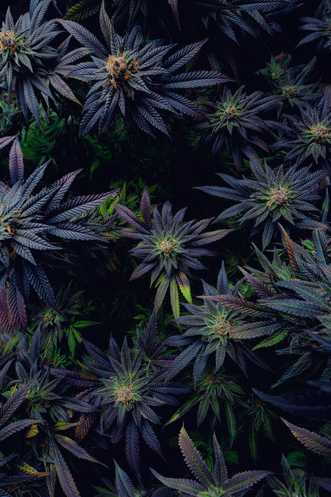 CannabisCamera_0546_web.jpg