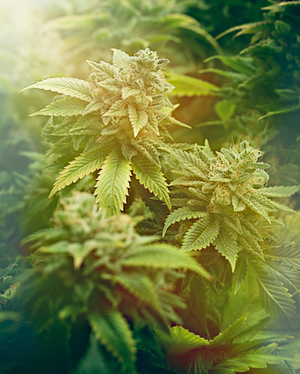 Screen Shot 2022-07-26 at 8.47.30 AM.png