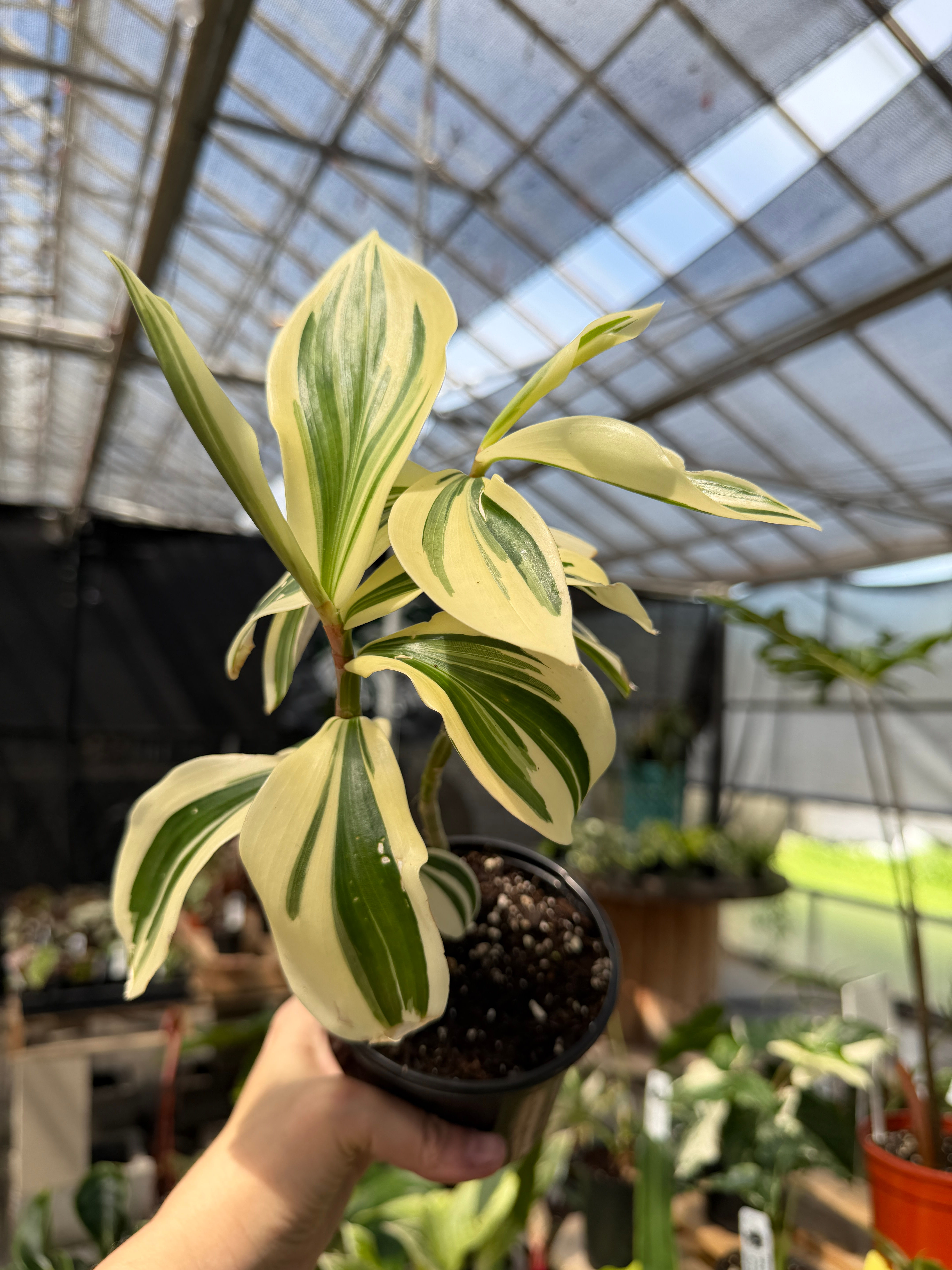 Variegated crepe ginger Costus Arabicus