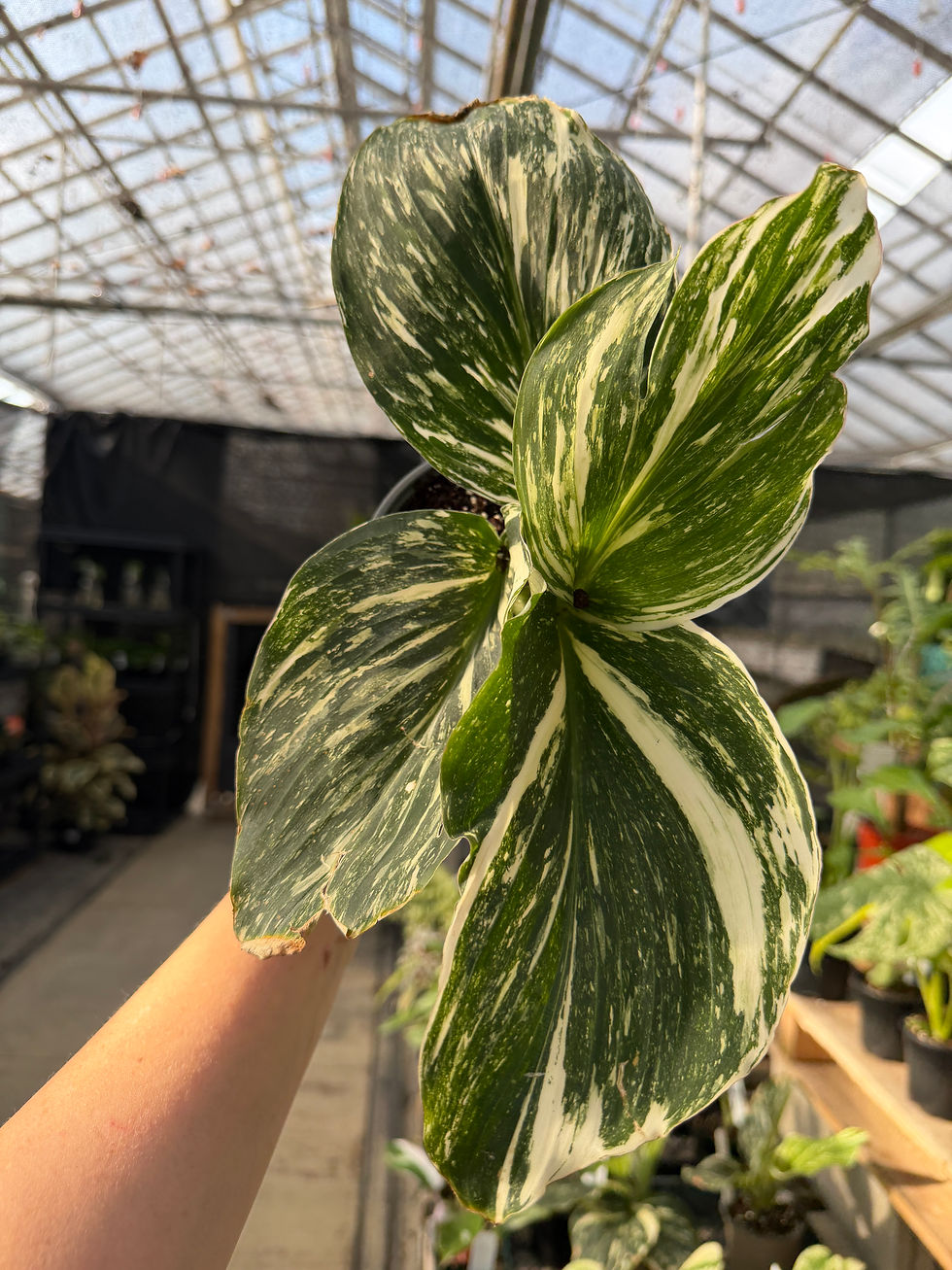 Thumbnail: Kaempferia Pulchra Marble