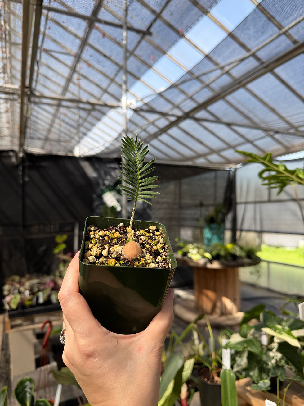 Thumbnail: Dioon edule cycad