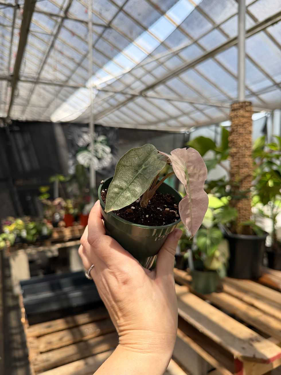 Thumbnail: Alocasia pink Polly mint