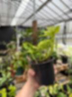 Thumbnail: Monstera adansonii “neon Madonna”