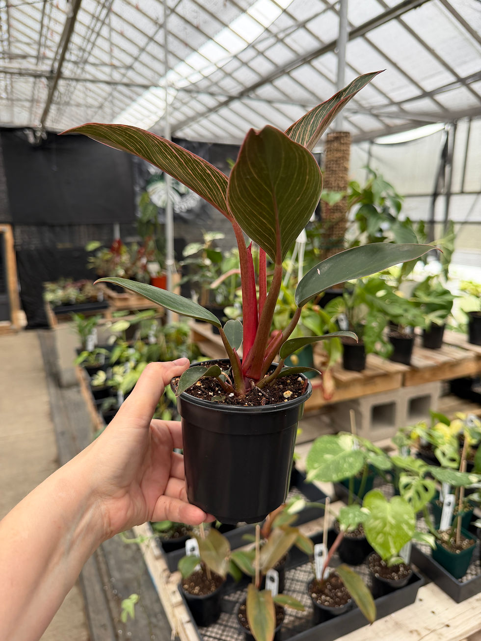 Thumbnail: Philodendron pink birkin