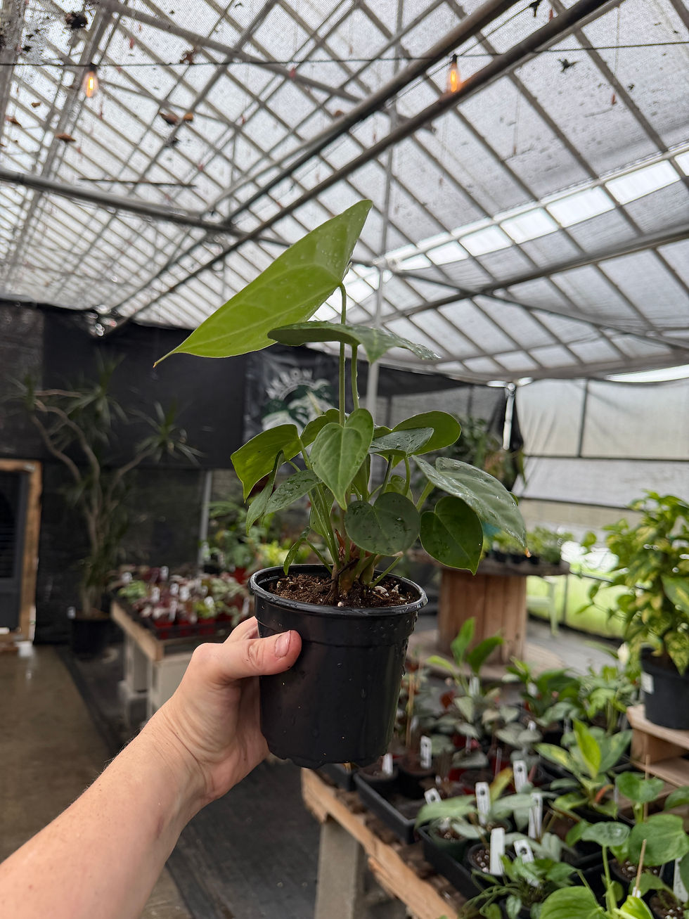 Thumbnail: Anthurium clarinervium hybrid