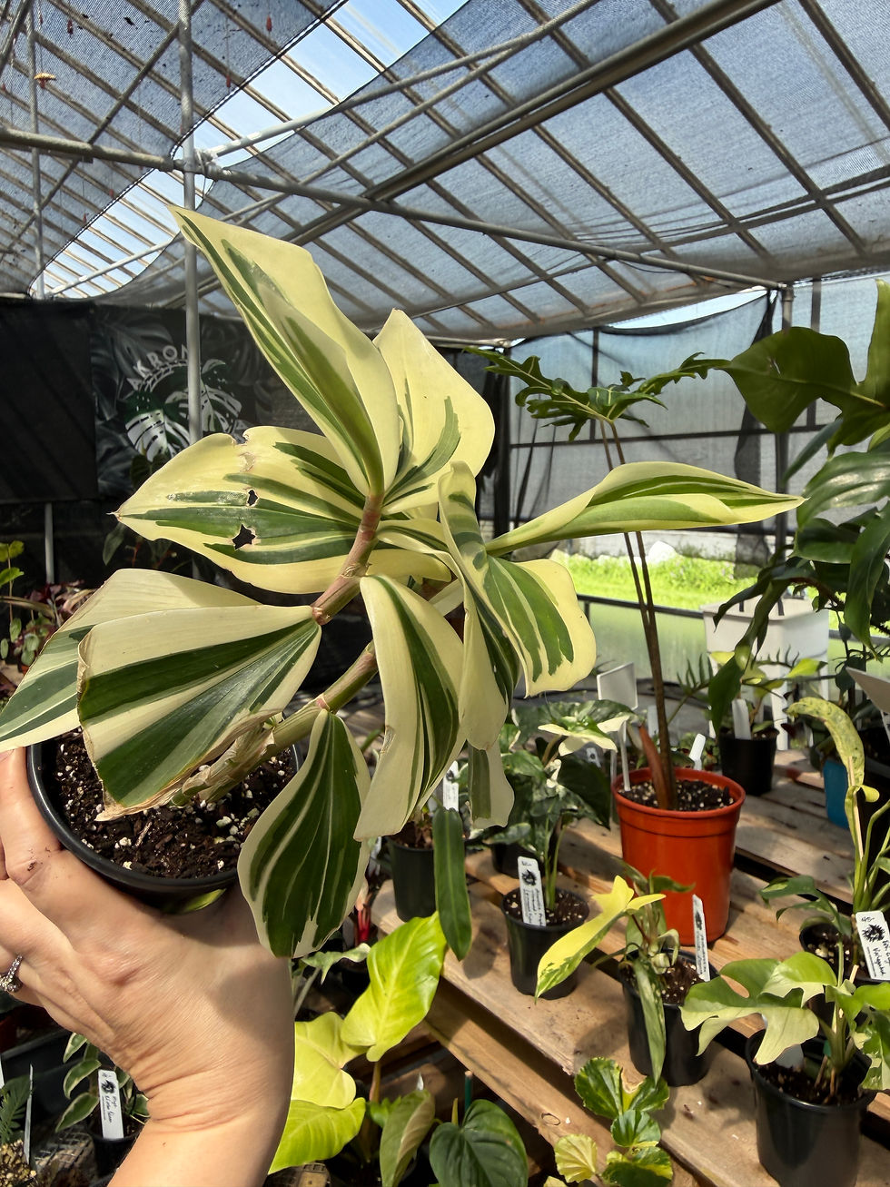 Thumbnail: Variegated crepe ginger Costus Arabicus