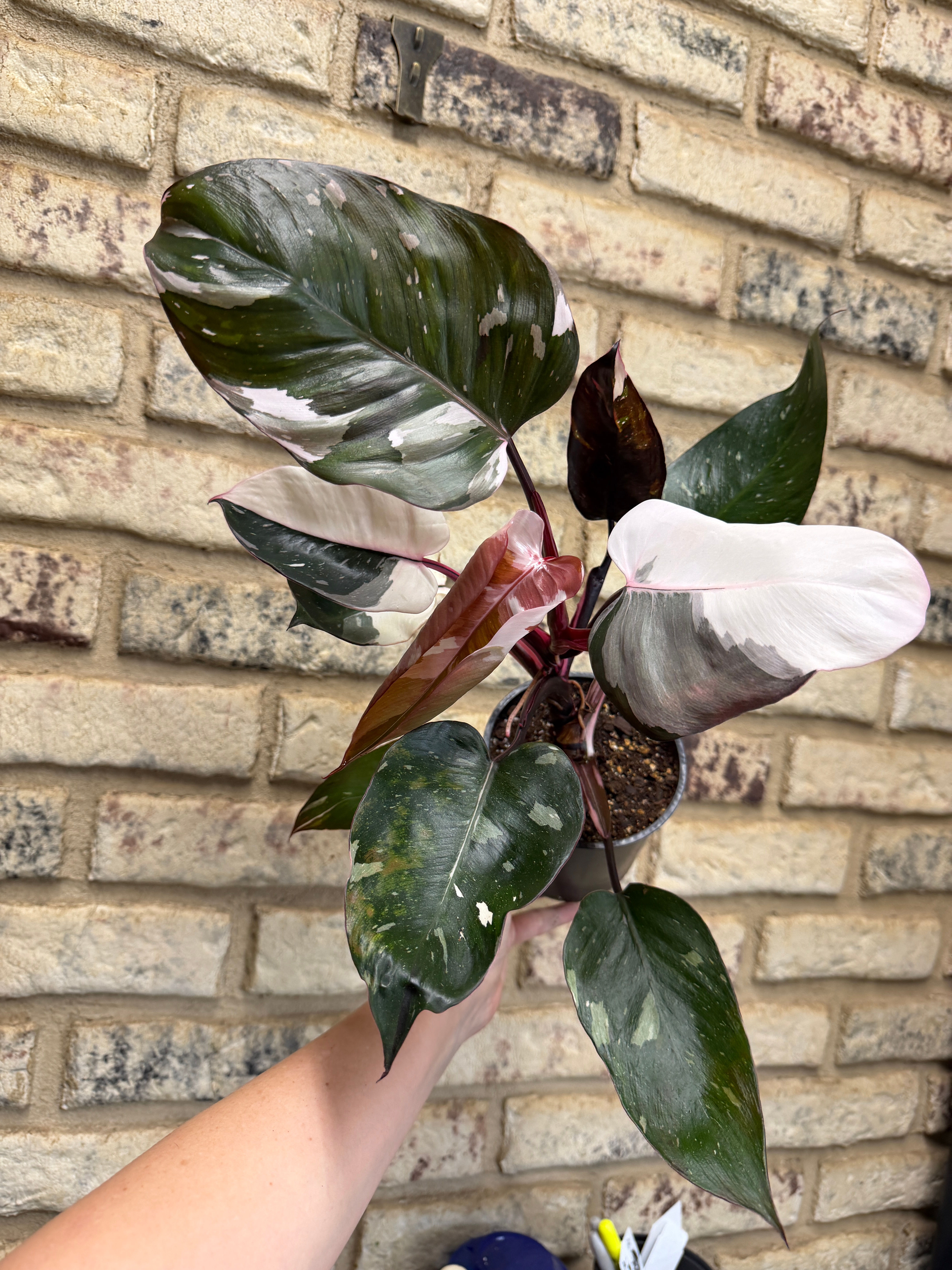 Philodendron Red Anderson  