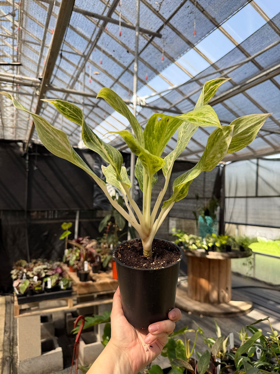 Thumbnail: aglaonema white romance
