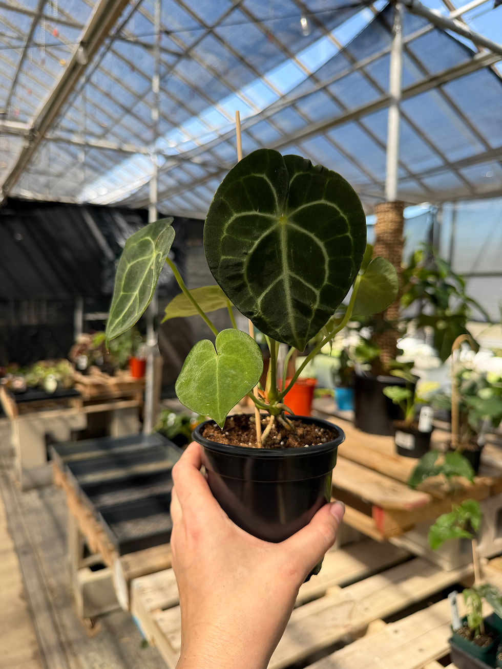 Thumbnail: Anthurium clarinervium 