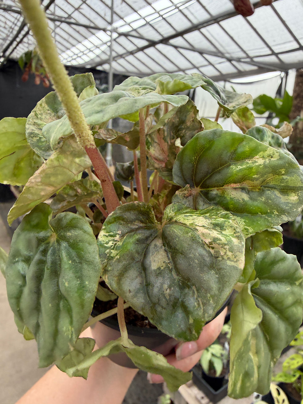 Thumbnail: Peperomia caperata “pink lady”