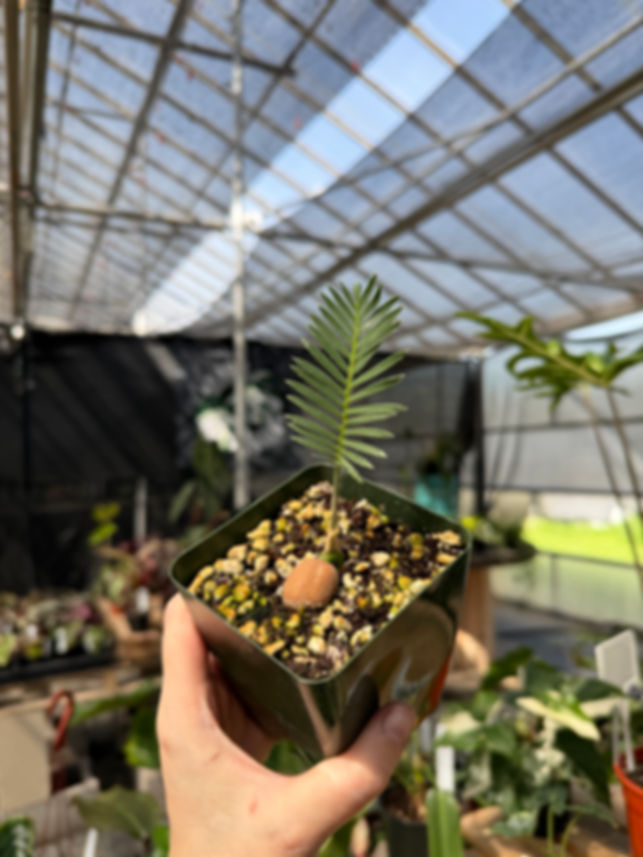 Dioon edule cycad