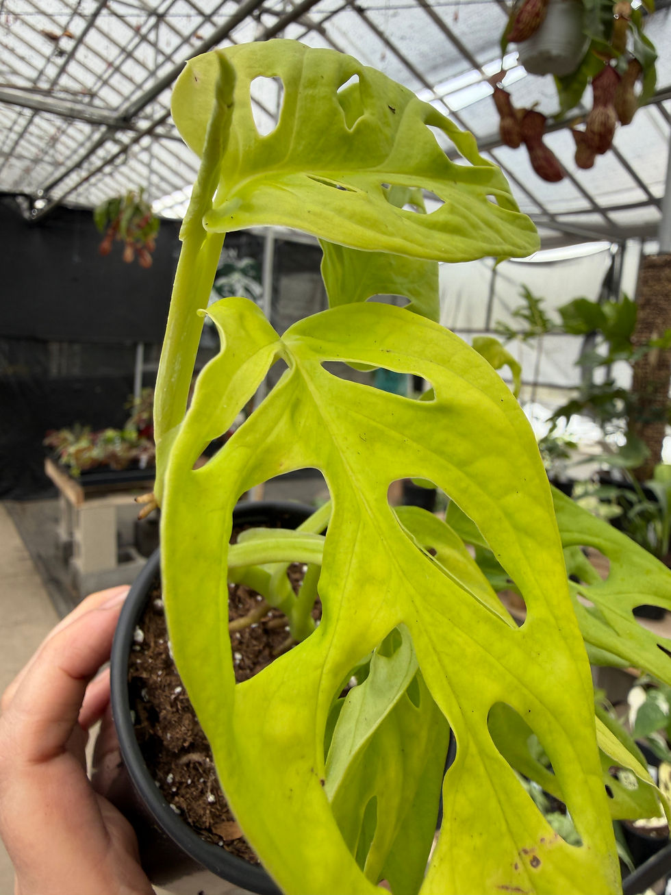 Thumbnail: Monstera adansonii “neon Madonna”