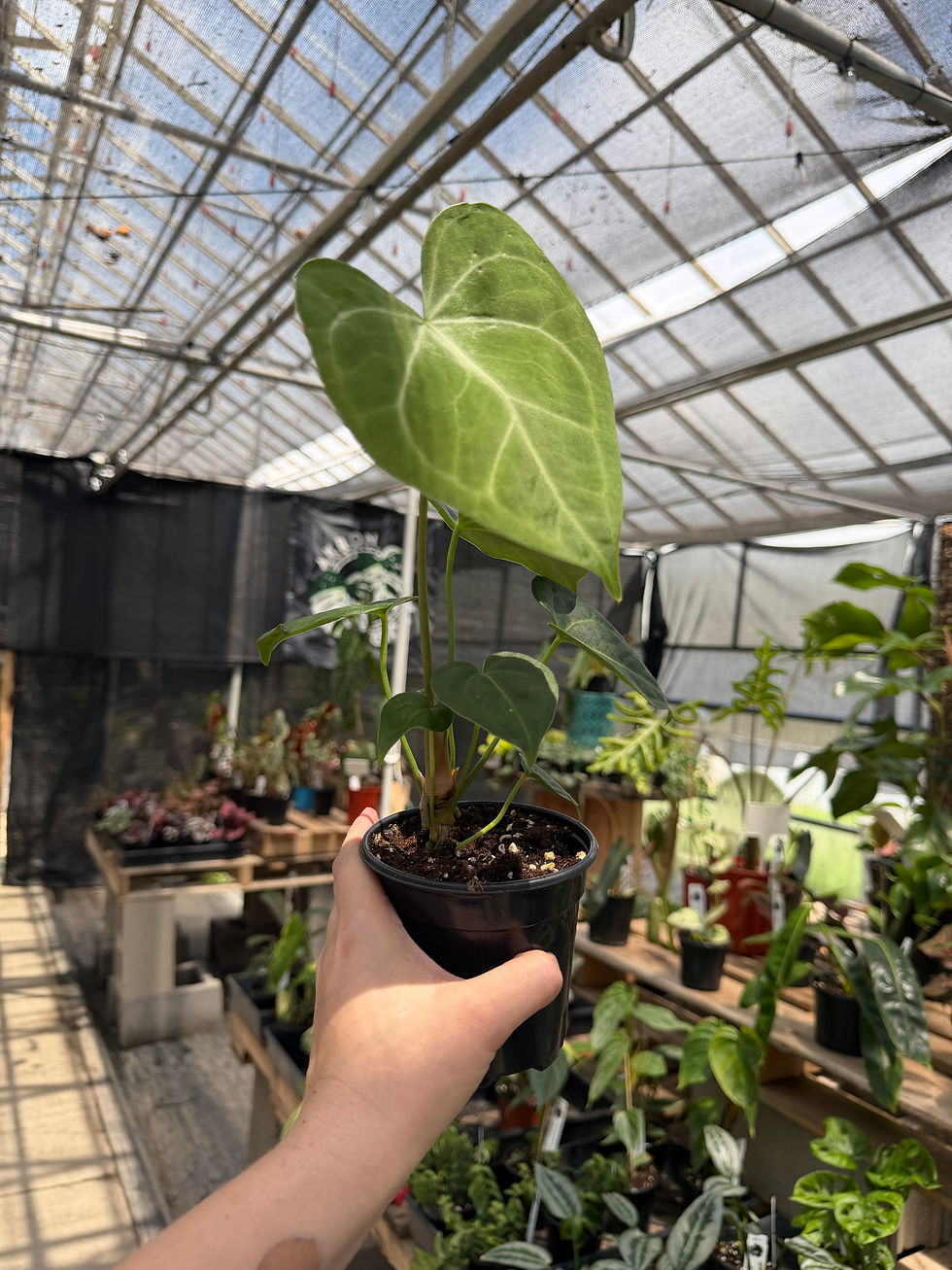 Thumbnail: Anthurium clarinervium hybrid 