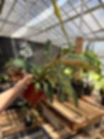 Thumbnail: Philodendron whipple way mint