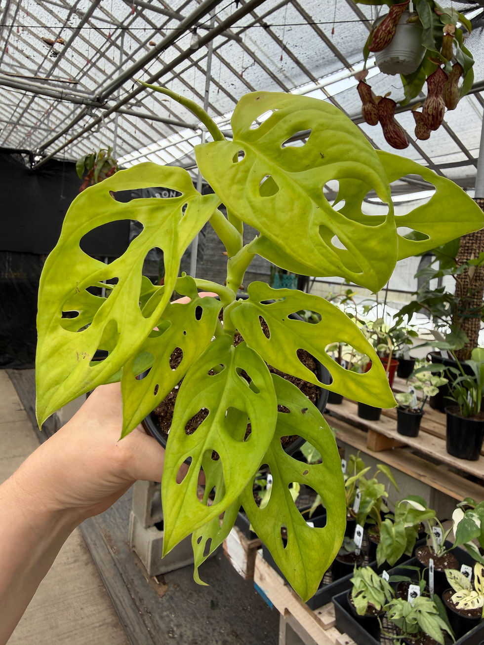 Thumbnail: Monstera adansonii “neon Madonna”
