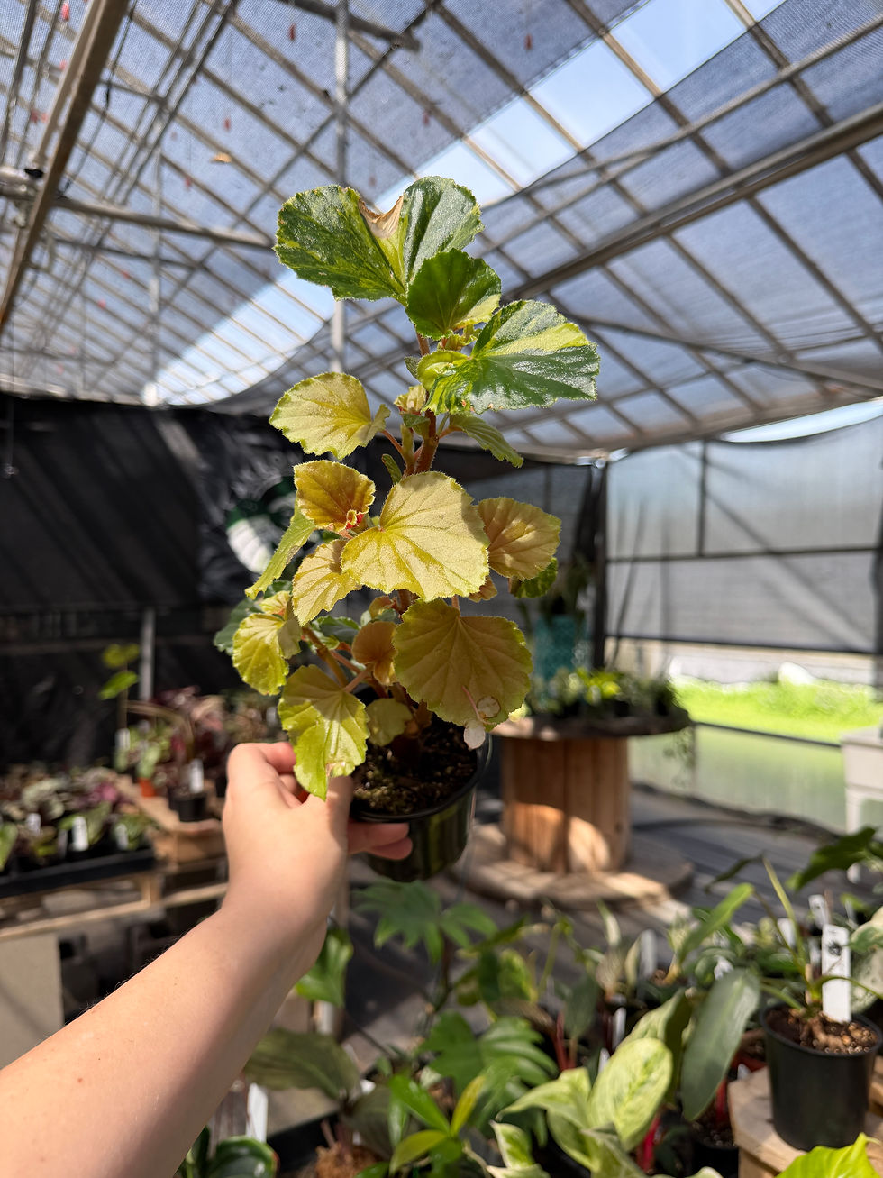 Thumbnail: Begonia Cucullata Variegated