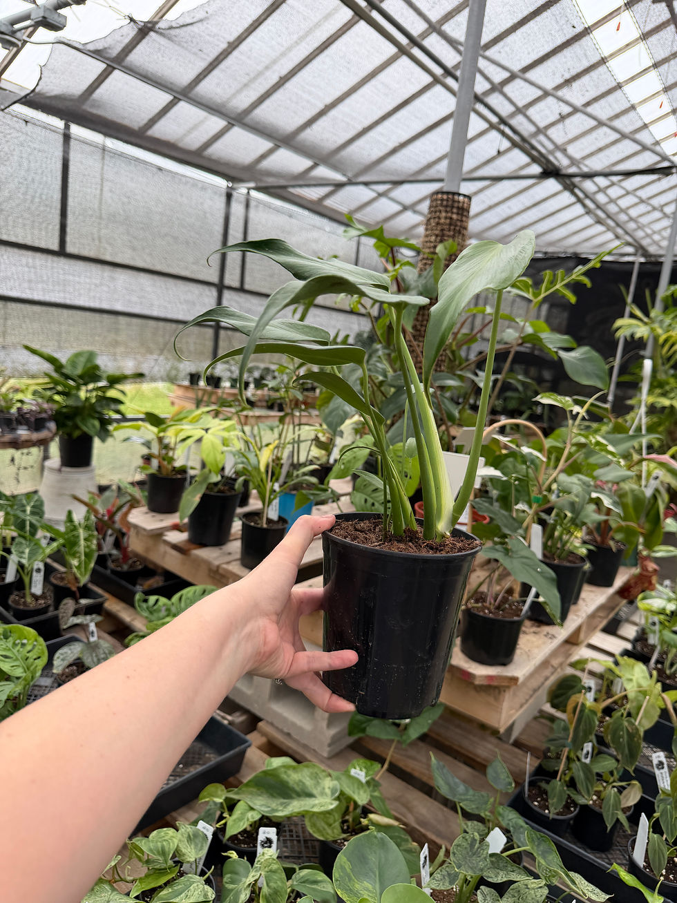 Thumbnail: Monstera Burle Marx Flame