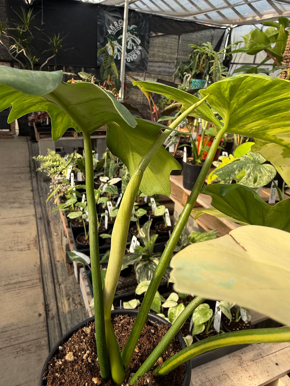 Thumbnail: Philodendron Florida beauty x mayoi 
