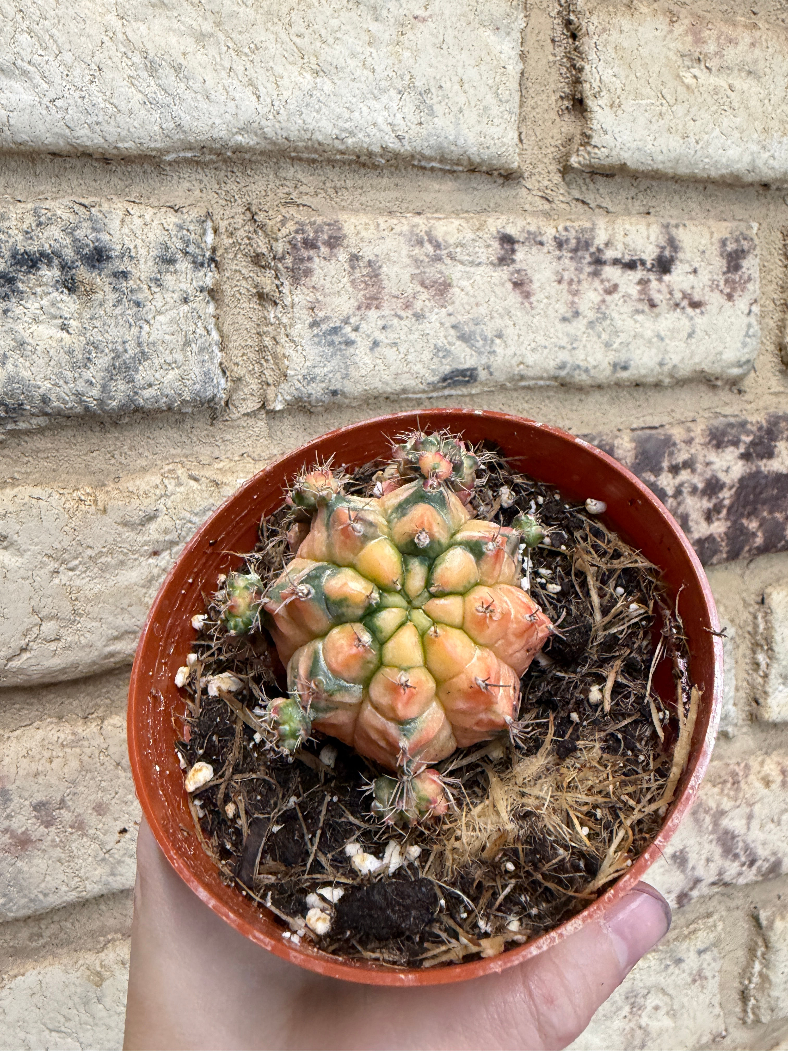 Colorball cactus - Gymnocalycium mihanovichii variegated