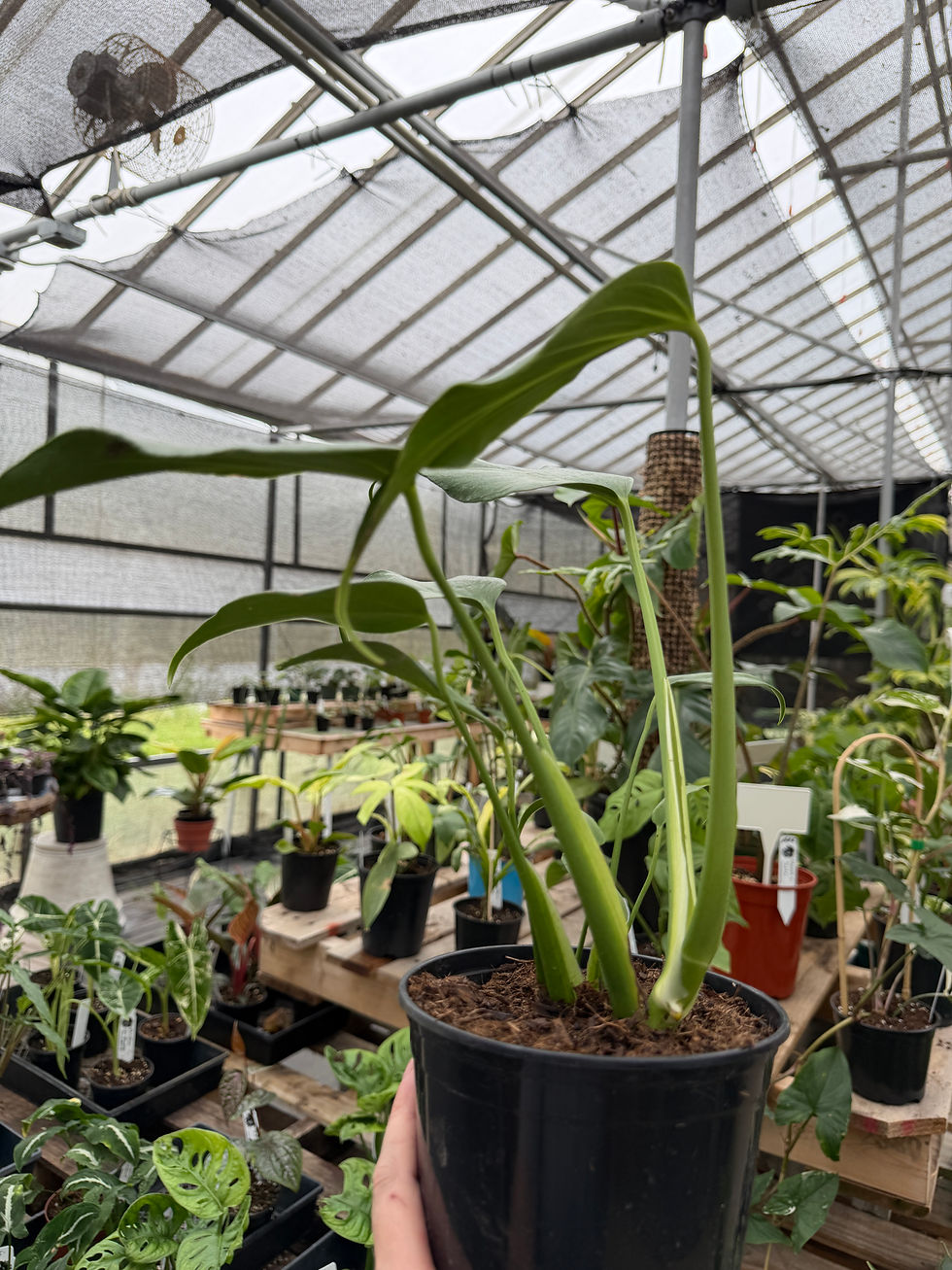 Thumbnail: Monstera Burle Marx Flame