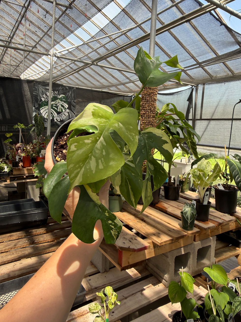 Thumbnail: Rhaphidophora tetrasperma variegated