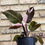 Thumbnail: philodendron red anderson 