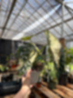 Thumbnail: Alocasia dragon scale variegated