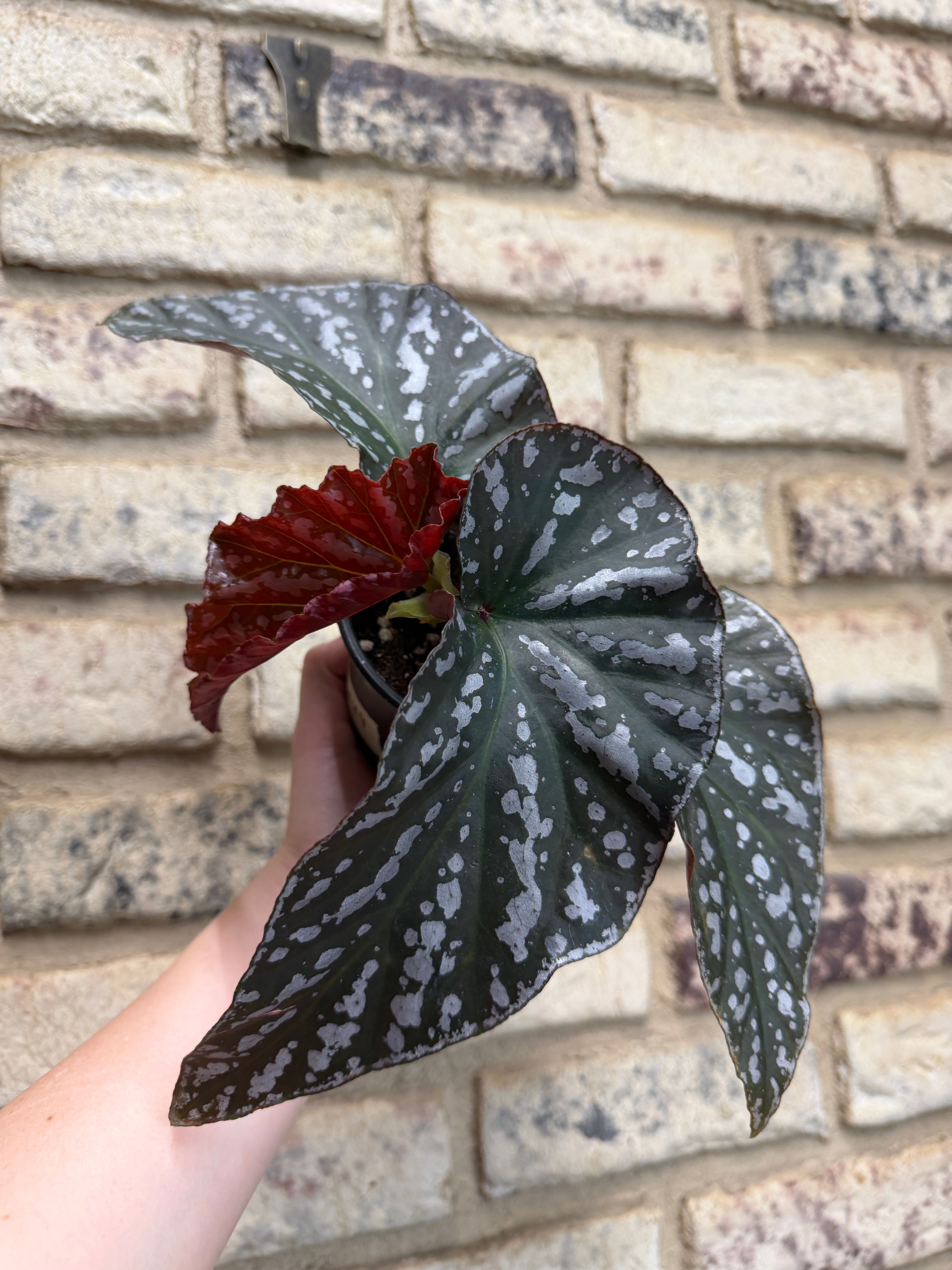 Begonia “Harmony's Silver Eagle”