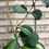 Thumbnail: Hoya obovata inner variegated 