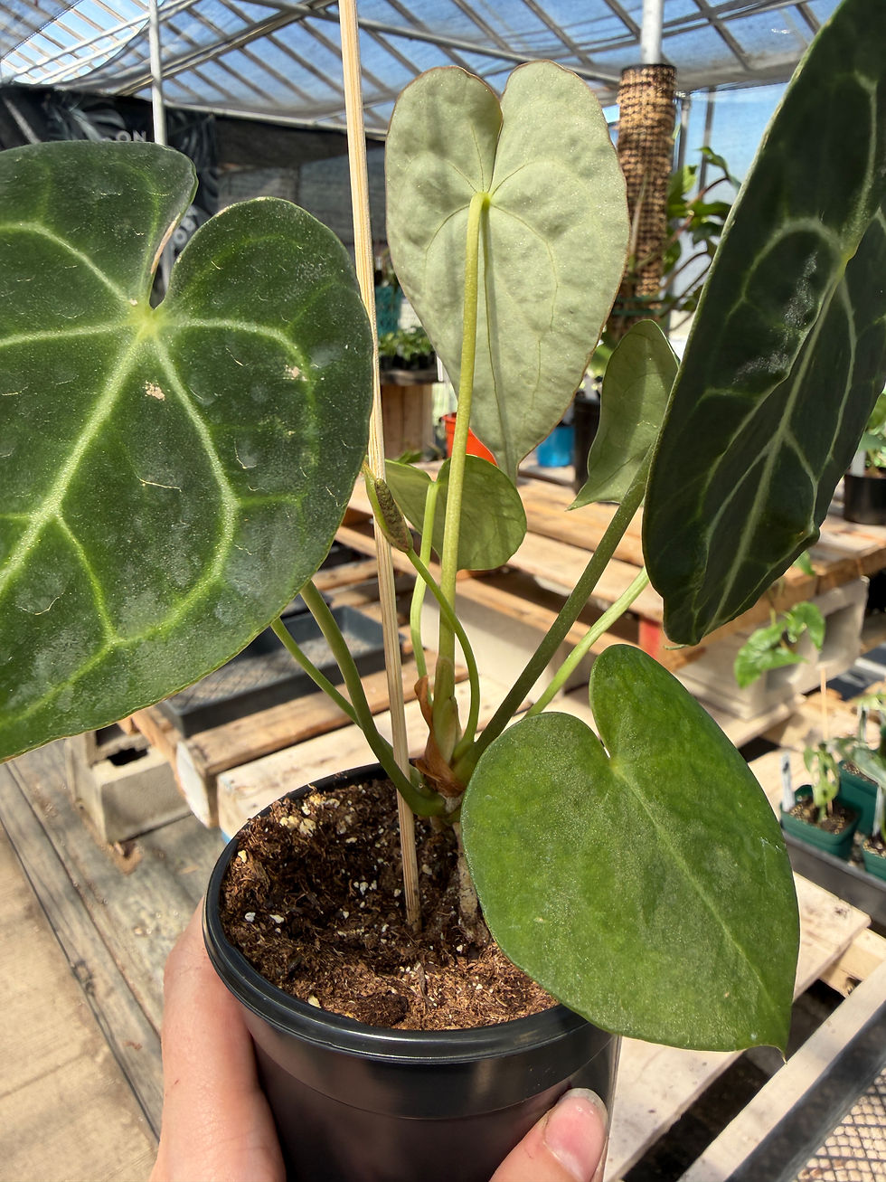 Thumbnail: Anthurium clarinervium 