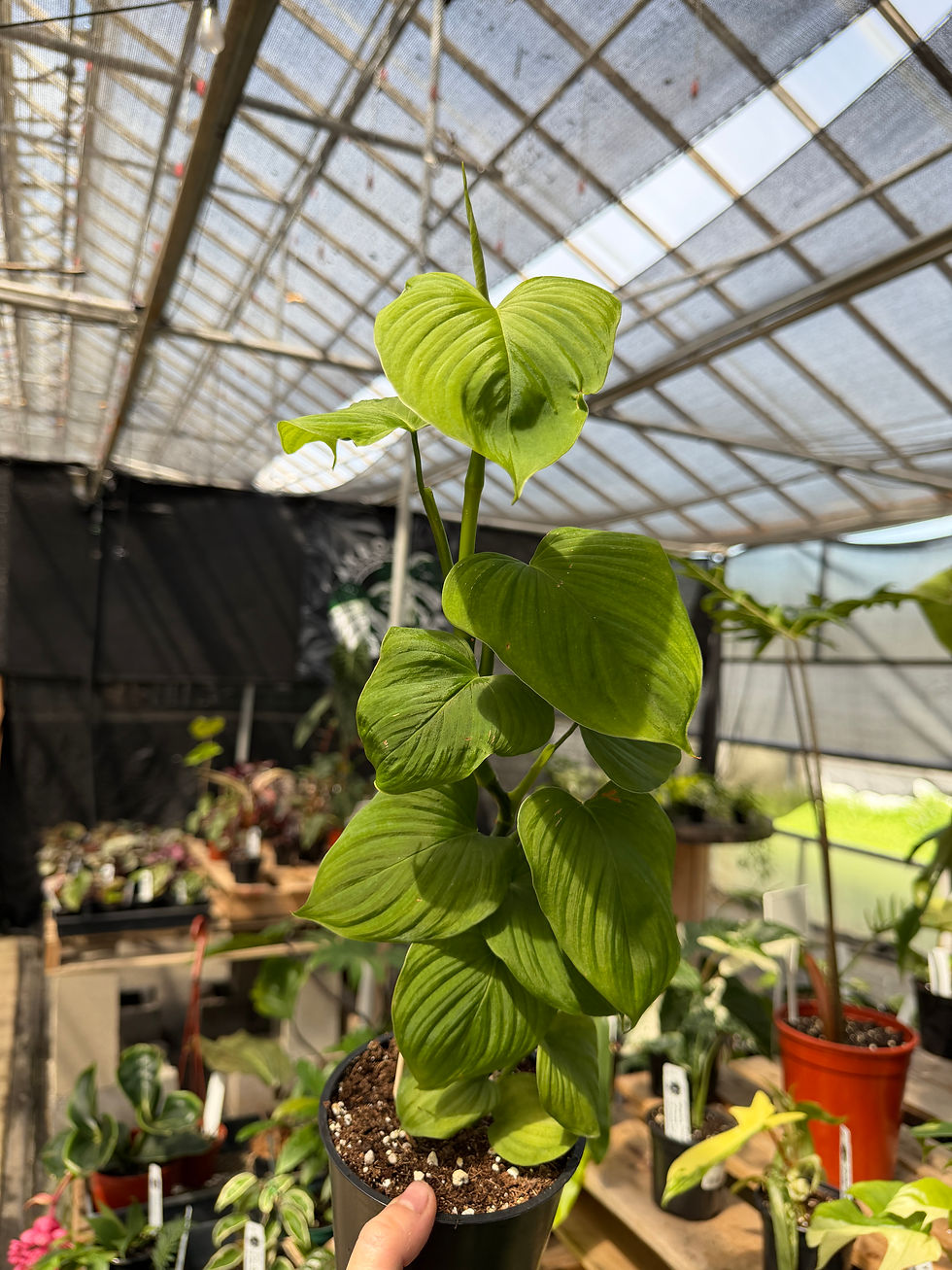 Thumbnail: Philodendron fibraecataphyllum sp. Peru
