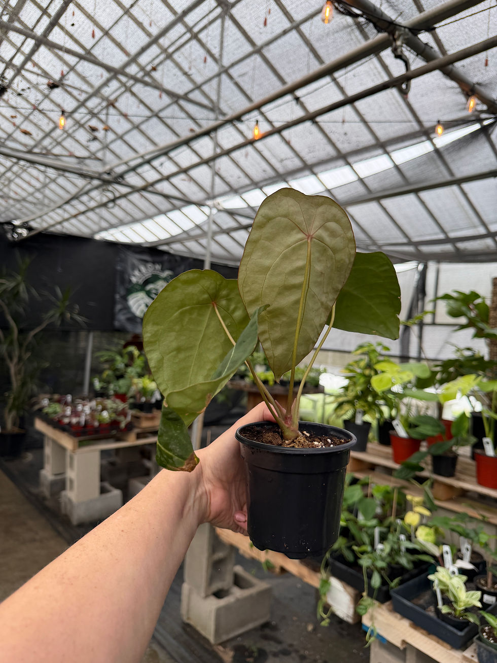 Thumbnail: Anthurium forgetii hybrid