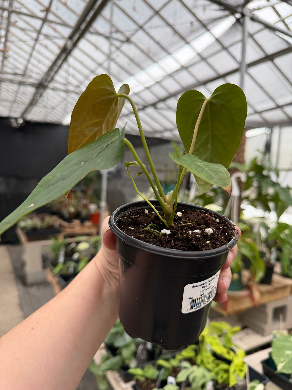 Thumbnail: Anthurium Queen of Hearts