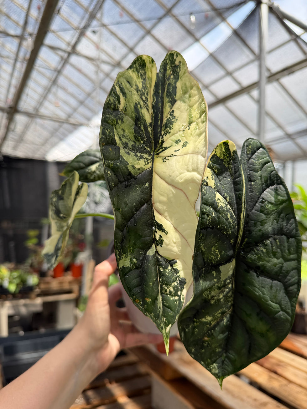 Thumbnail: Alocasia dragon scale variegated