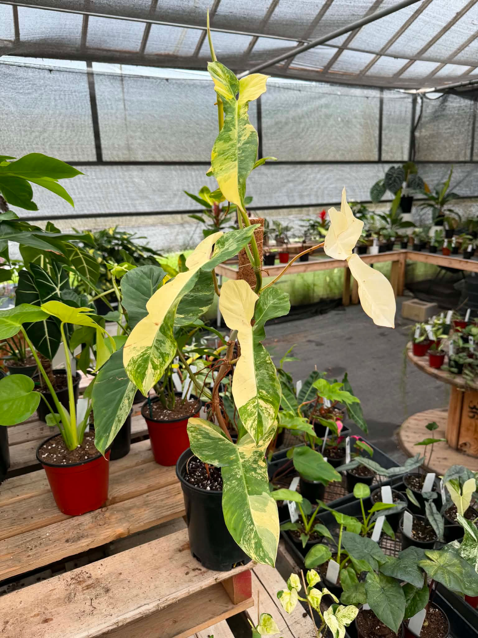 Philodendron florida beauty x Paraiso verde