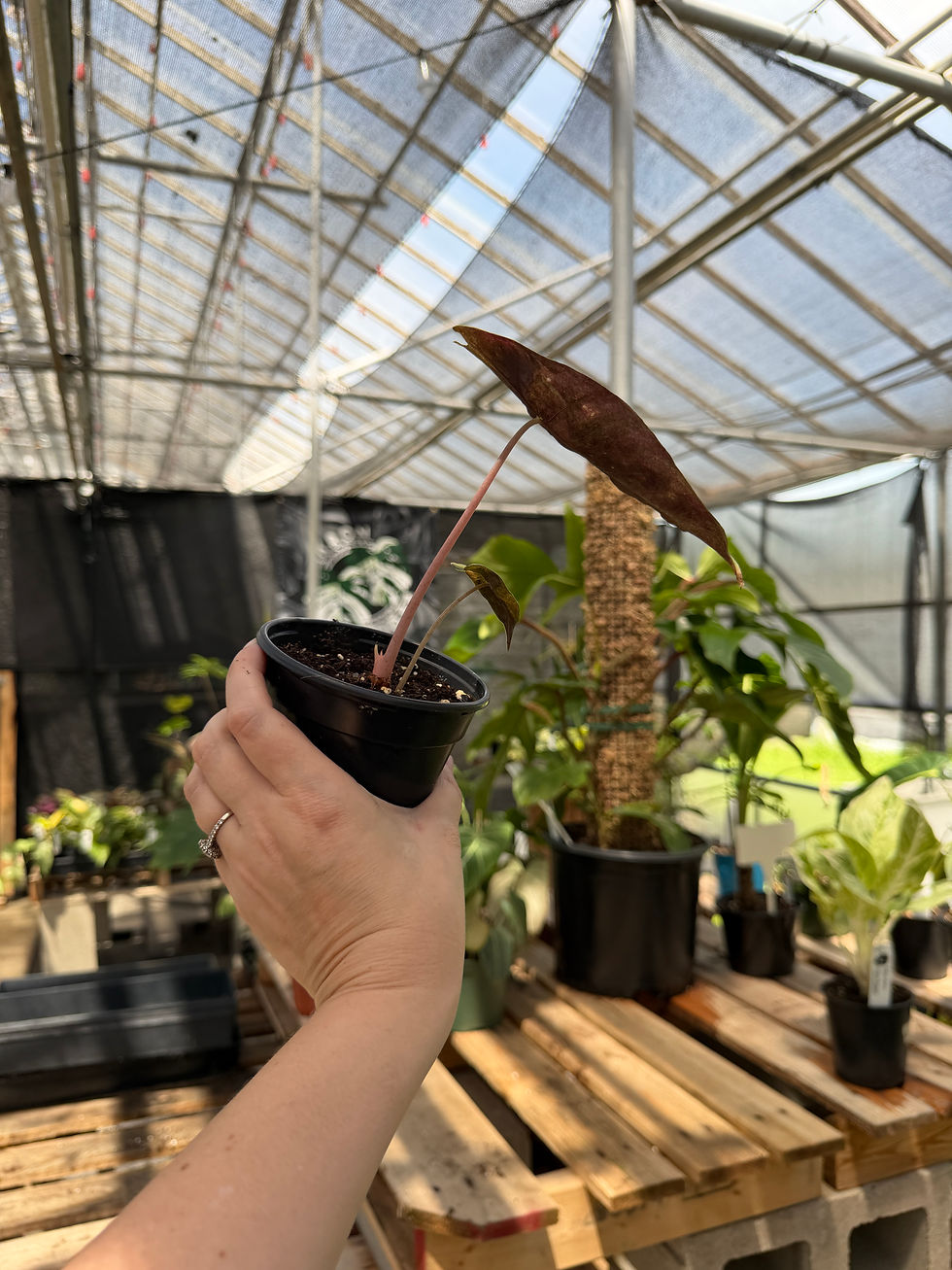Thumbnail: Alocasia variegated Nairobi night