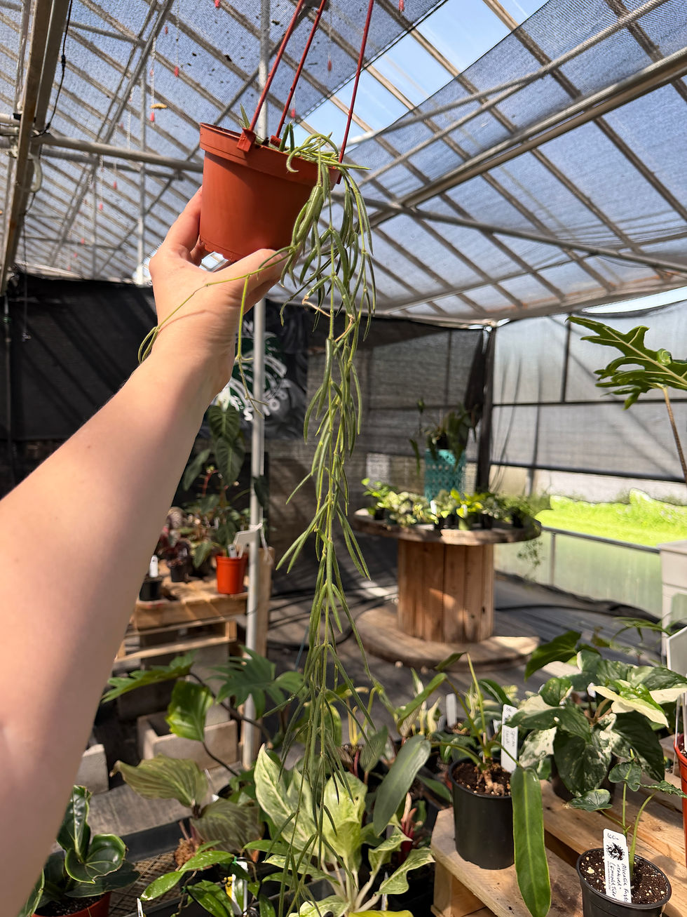Thumbnail: Hoya linearis