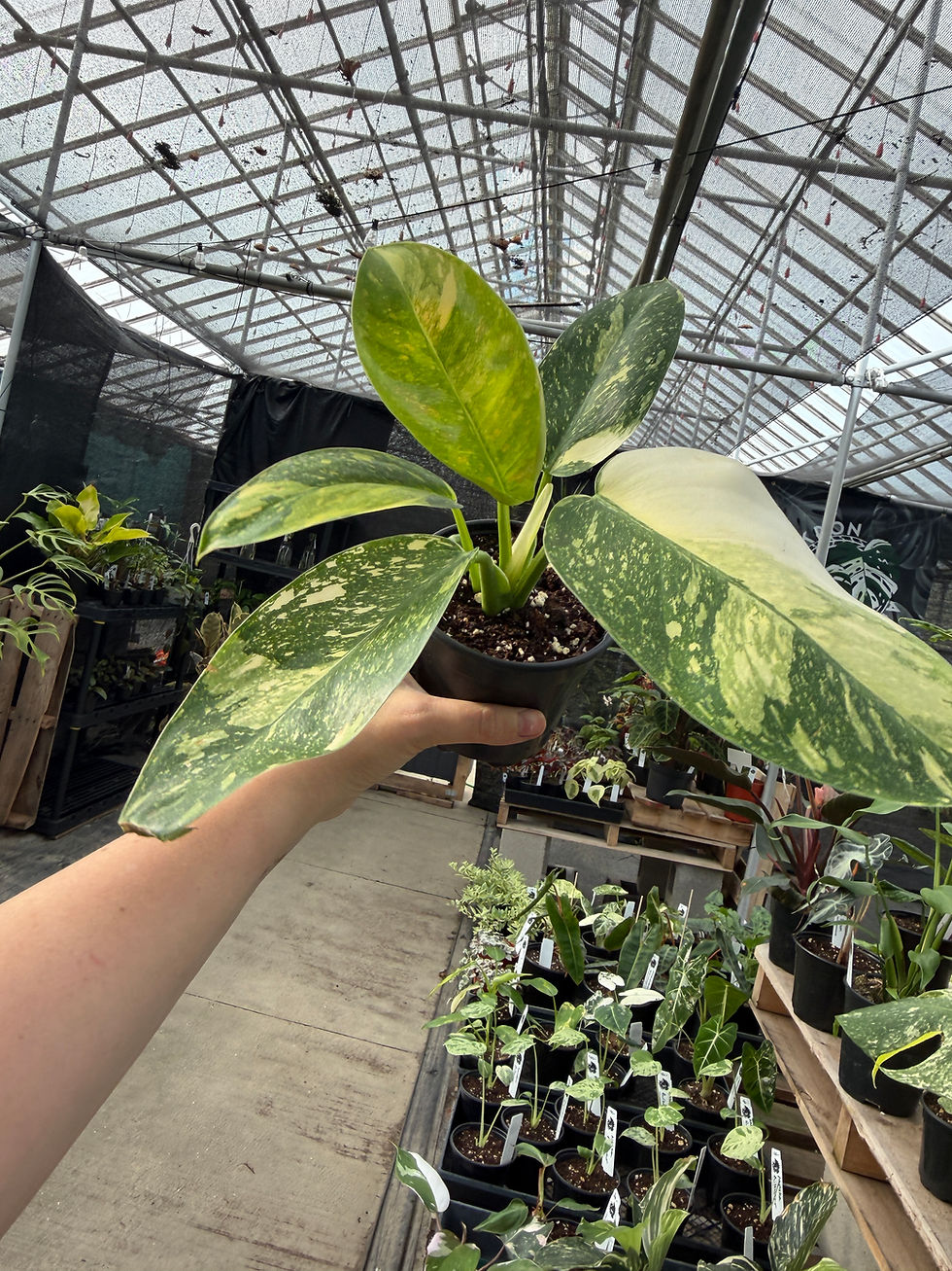 Thumbnail: Philodendron green Congo nuclear 